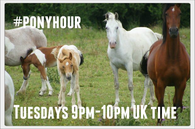 TOMORROW &amp; every TUESDAY night #ponyhour  9pm-10pm 
 not just for ponies, horses, donkeys, mules, zebras welcome! 
Retweet to invite a friend