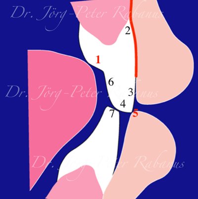 PeterRabanus's tweet image. Any form is based on function. Nature is so amazing!
bit.ly/2EqEJst   #CosmeticDentist  #FunctionAndForm