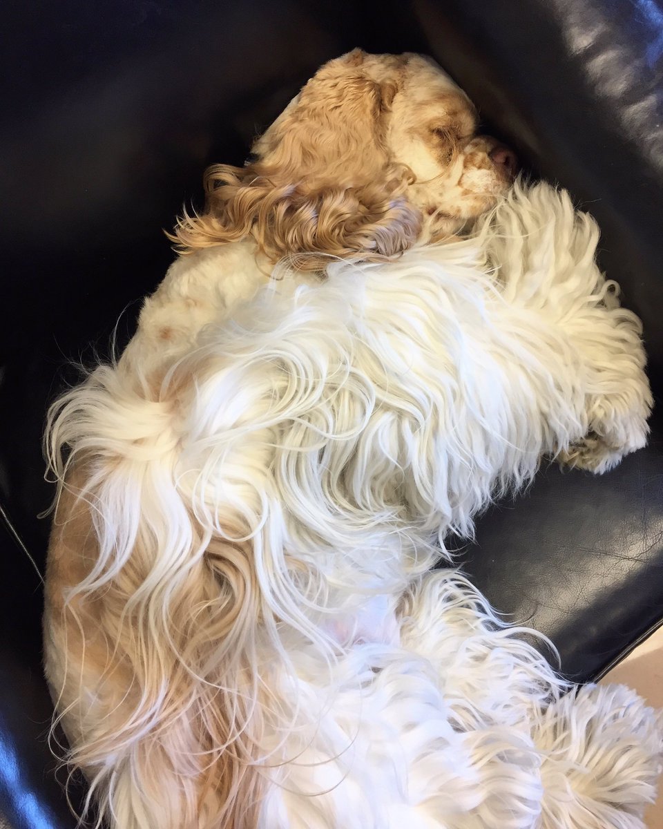 DevanLoweInc's tweet photo. Anyone else missing that extra hour of sleep??? 💤 #NationalNappingDay #DaylightSavingsTime #KeysTheCocker #mascot https://t.co/1gu91Qm8iG