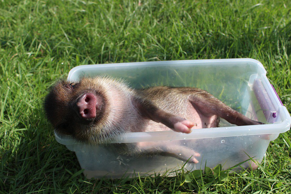 TrojanSpecialty's tweet photo. A #TrojanWaterer, makes #NationalNappingDay easier when you don't have to worry about bringing water to your animals during the day! https://t.co/YvUkNb82wJ