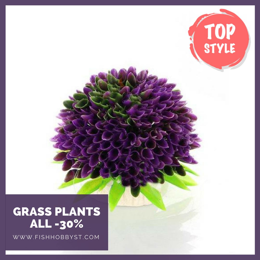 fishhobbyst's tweet photo. All Grass Plants like this on the picture -30% ππ Also check out other sales, up to -80% on whole assortment!
https://t.co/hmHsjU2iXX
#fishkeeping #fish #aquarium #cichlids #fishroom #fishtank #fishshow #fishlover #aquariumfish #exoticfish #flowerhorn #arowana #fishtankkings https://t.co/088QlIxqEe