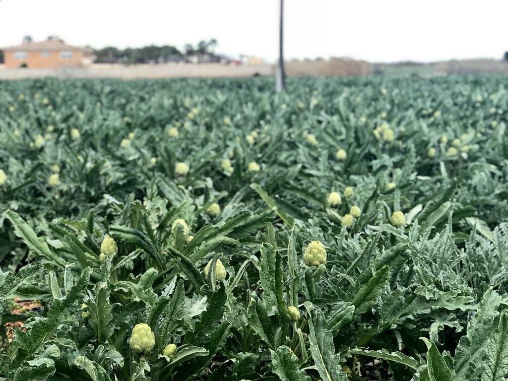 HollyGalbraith's tweet image. And this is how artichokes grow.... #visitspain #artichokes #fieldsofgreen #españa #inseason #onthefarm