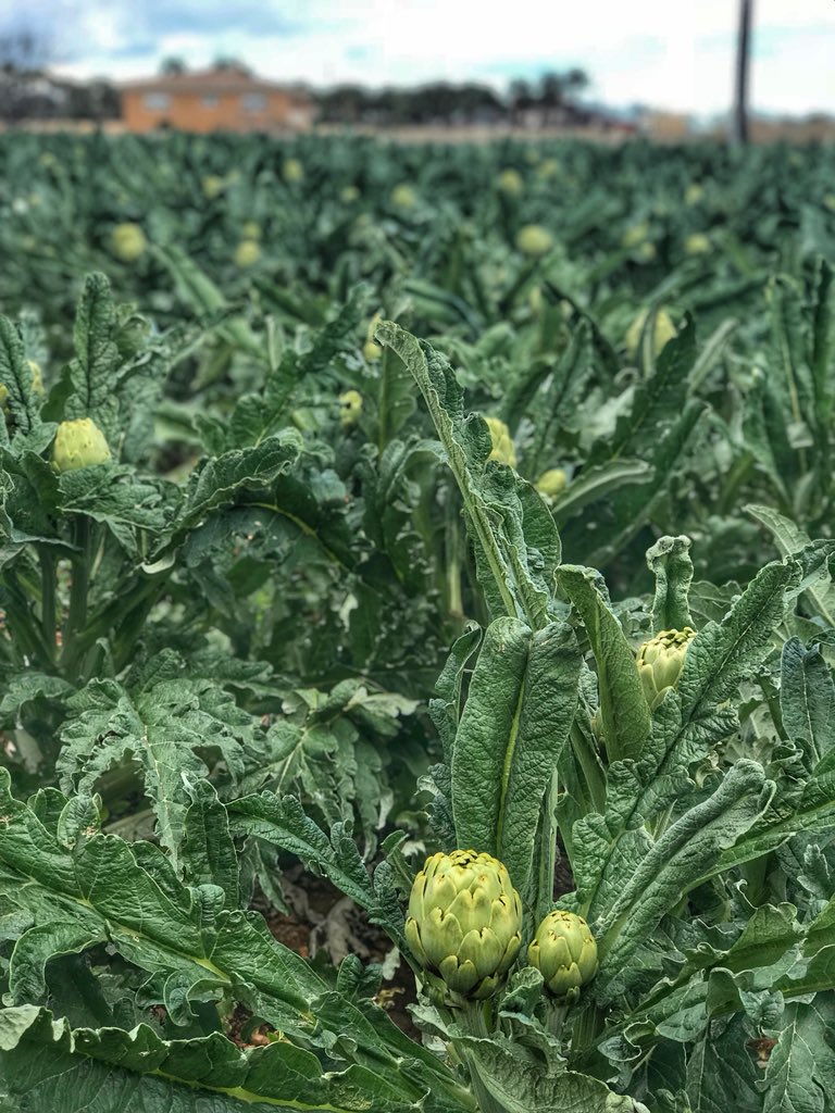 HollyGalbraith's tweet image. And this is how artichokes grow.... #visitspain #artichokes #fieldsofgreen #españa #inseason #onthefarm