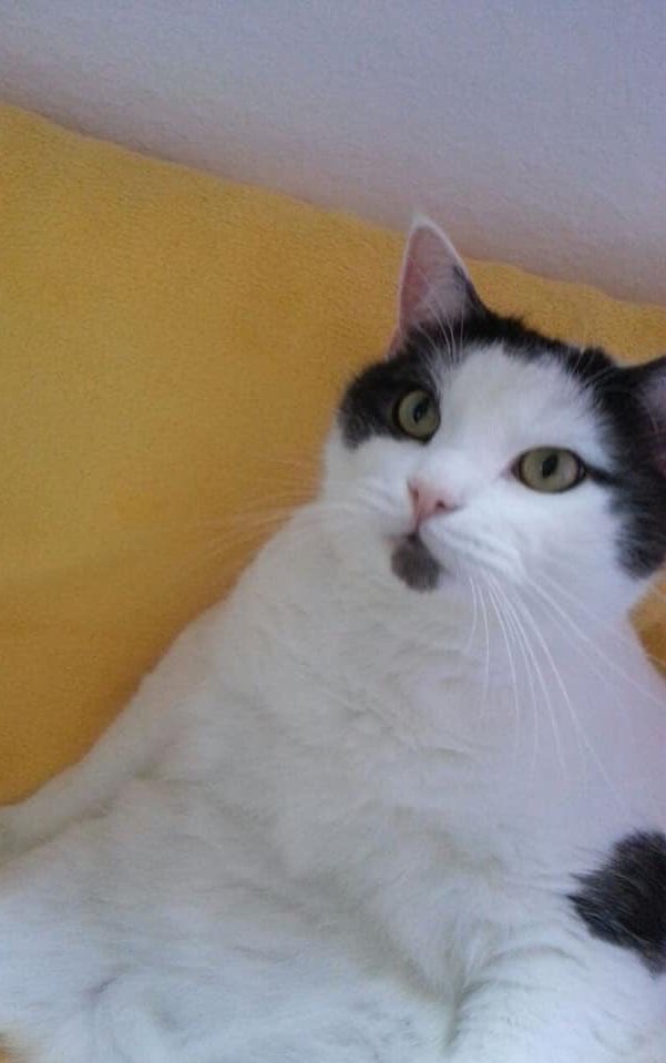 5Jahre alter Wohnungskater sucht neues Zuhause. Frauchen ist unerwartet verstorben und ich kenn denjenigen der versucht ein neues Zuhause zu verschaffen. Standort Wuppertal/Herdecke. Bringen im Umkreis von 100km wäre kein Problem. Wenn ihr Jemand kennen solltet?