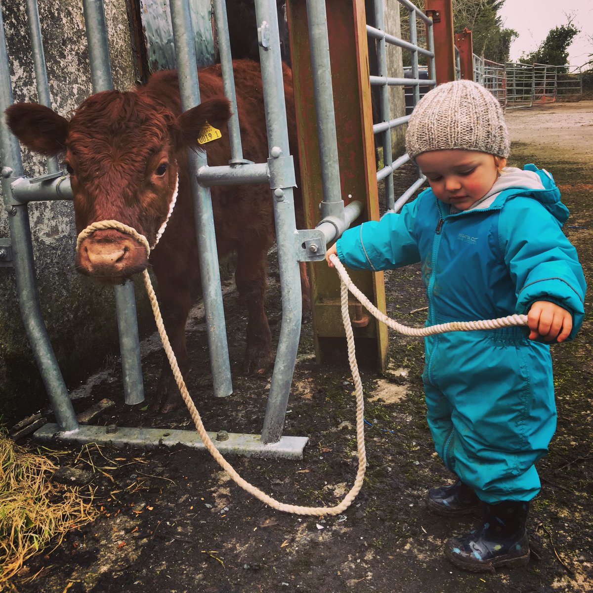 Not sure who is less convinced about learning the ropes here......Crimson or the wee man. #startthemyoung #dextercattle #donaghadee