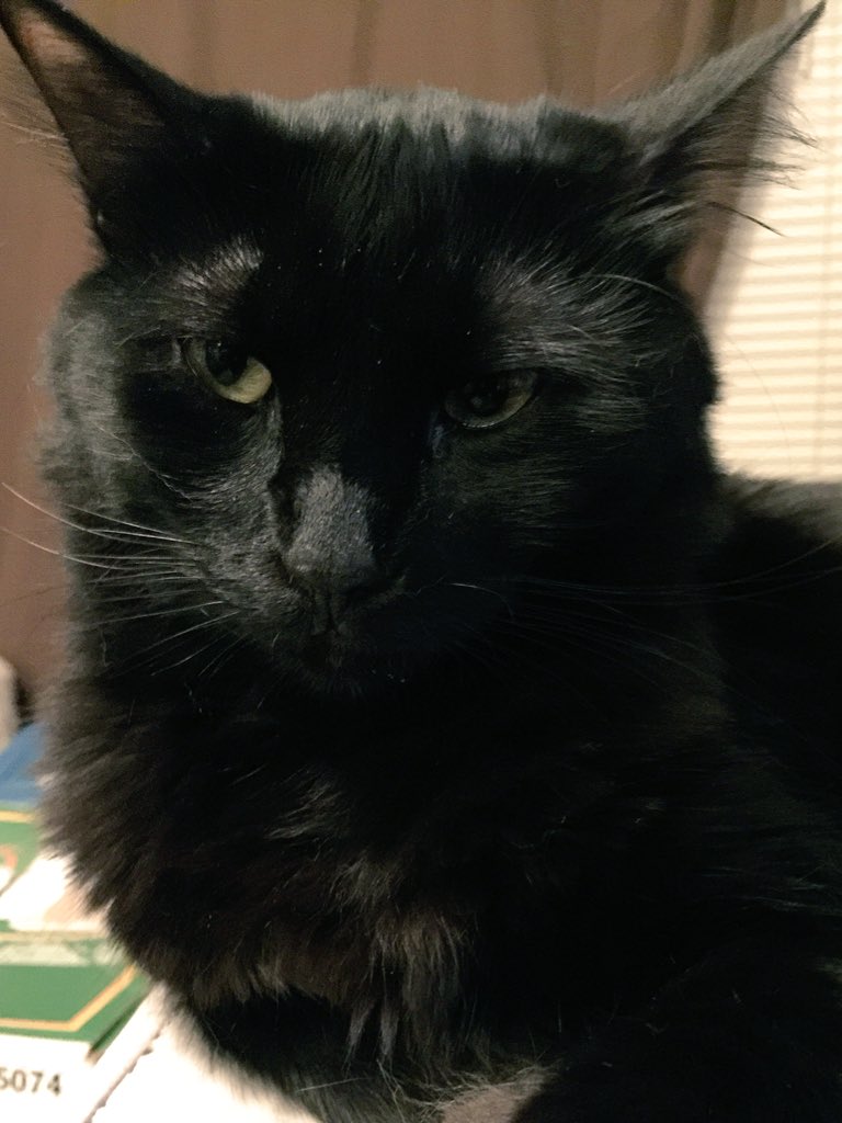 Yes, I understand I’m not supposed to be in the office, but I saw your keys had fallen on the floor and I wanted to put them some place safe. It’s not my fault it took you an hour to find them—but hey, they were safe, right? 
#UngratefulHuman