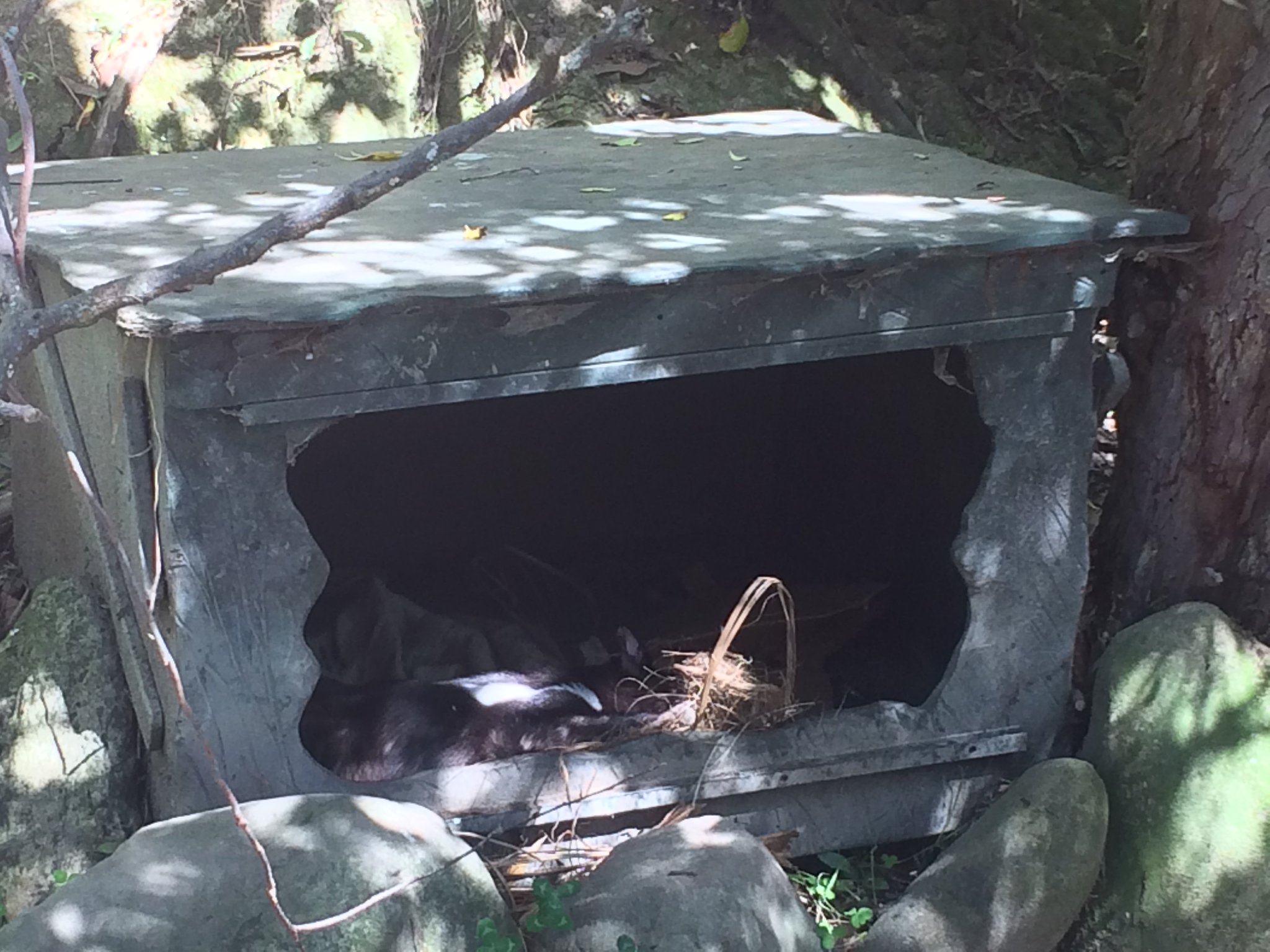 赤林檎 ディンゴだ 知らない タスマニアデビルだ もう見た ざんねーん タスマニアデビルはまだ見てませーん いっけねぇテヘペロ あははははは あははははは オーストラリア At