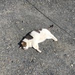 うちの子猫ちゃんは世界一かわいい というツイートから自慢合戦開始 うちの子も負けてない Togetter うちの子猫ちゃんは世界一かわいい というツイートから自慢合戦開始 うちの子も負けてない Togetter