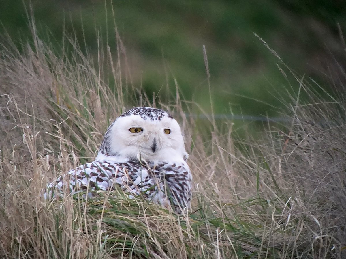 Pennyshotbirdin's tweet photo. Snowy Owl at Snettisham RSPB 11th March 2018 https://t.co/vfJ6jeTc8k