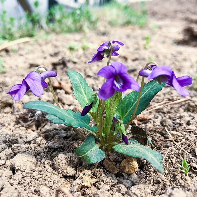 foggy_blur's tweet photo. ใใฆในใฎ็้
ใซในใใฌใ
#wildviolets in #mygreenhouse
#asignofspring #spring #้
ใๆฅ #ใใฟใ #่พฒๆฅญใใฃใฆใพใ๐ฉโ๐พ #็ฐ่ๆฎใใ #ไนๅทใงใๅฑฑ้ใฏๅฏใ https://t.co/krdAx7Rd3j https://t.co/ZA4tD5mniF