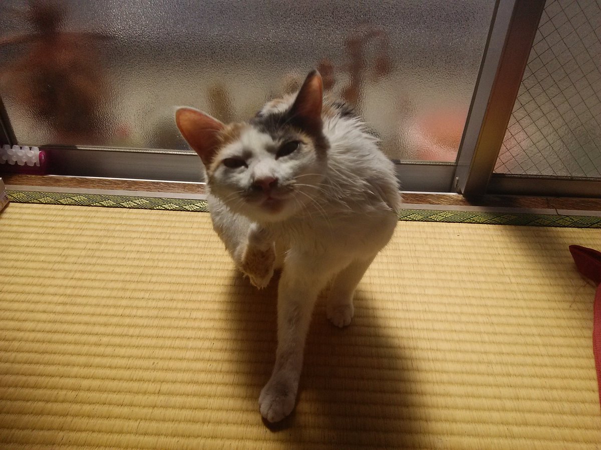 Ikuko うちの猫 眉間にシワ よく出ます 今日のかの子 三毛猫 眉間にシワ 遊んで欲しいのに遊ばない時