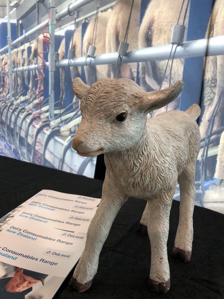 Katy Bluett (@kati_pai) on Twitter photo The 2018 sheep milk conference is underway in the Manawatu. Emerging new food industry for NZ -specialist nutrition offerings through to artisan cheeses. Great to see Pilar Fallas re-designing the sheep cheese experience <a href="/MasseyUni/">Massey University</a> #sheepmilknz #science #artisan <a href="/callaghannz/">Callaghan Innovation</a> The 2018 sheep milk conference is underway in the Manawatu. Emerging new food industry for NZ -specialist nutrition offerings through to artisan cheeses. Great to see Pilar Fallas re-designing the sheep cheese experience <a href="/MasseyUni/">Massey University</a> #sheepmilknz #science #artisan <a href="/callaghannz/">Callaghan Innovation</a>