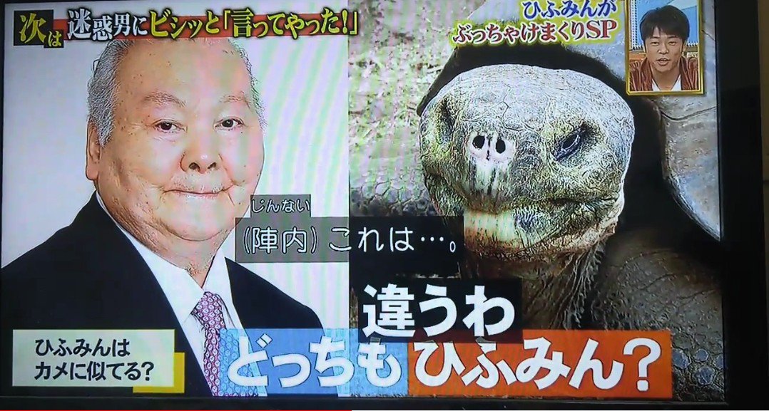 ひふみん ひふみん亀に似てる説が悪意ありすぎて吹いた 似てるの拾ってくるなww