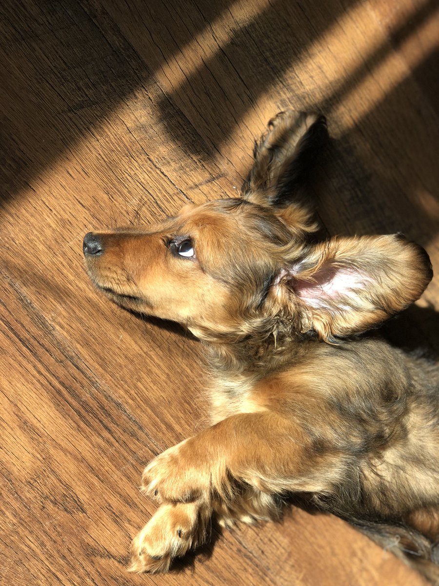 Bean, our own little dumbo 🐘 #dachshund #cute #puppy #ears