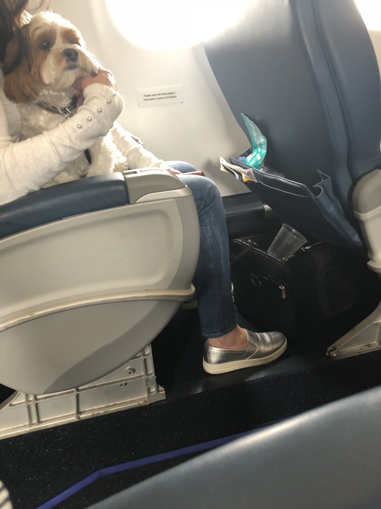 100t Hiko Dogs Can T Speak Casper Snooze Sick Cs Vice Cs