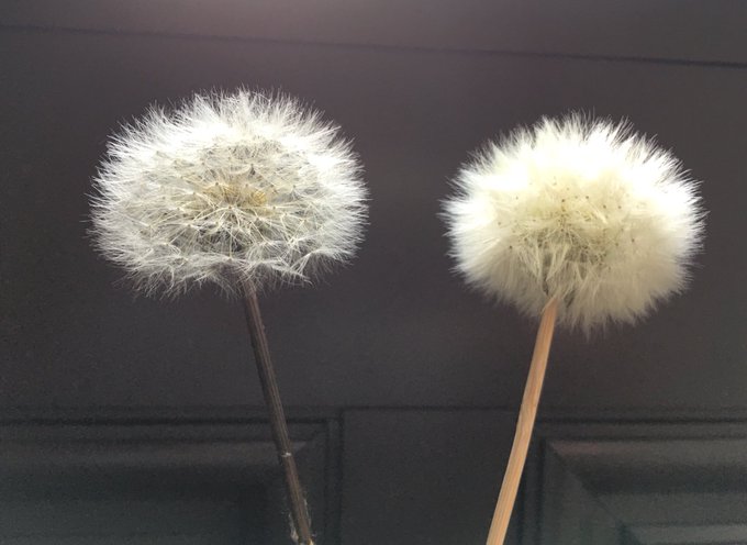 タンポポの綿毛のtwitterイラスト検索結果 古い順