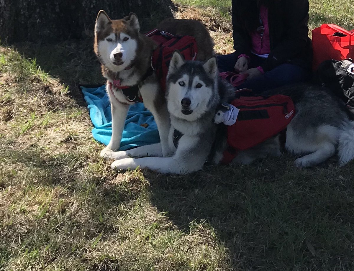 Time2Gtfo's tweet photo. .@GoPetFriendly I just nominated #StAugustine for The 2018 Best City For Pet Travelers Tournament! It is known to be the most #petfriendly city in the #country Sascha &amp; Kokonut give it two tails up &amp; a tiny howl #VisitFlorida #DogsOfTwitter #Adoptdontshop #Huskies https://t.co/CLRrTcnC1b