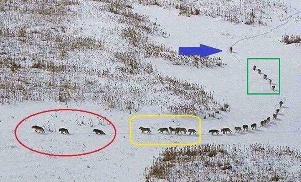 Senordt1's tweet photo. #Liderazgo 
                                                                   Así funciona un grupo de lobos: los tres en frente son viejos y enfermos, caminan delante para fijar el ritmo del grupo en marcha para que no se les deje atrás. https://t.co/jl9cJ9e92r