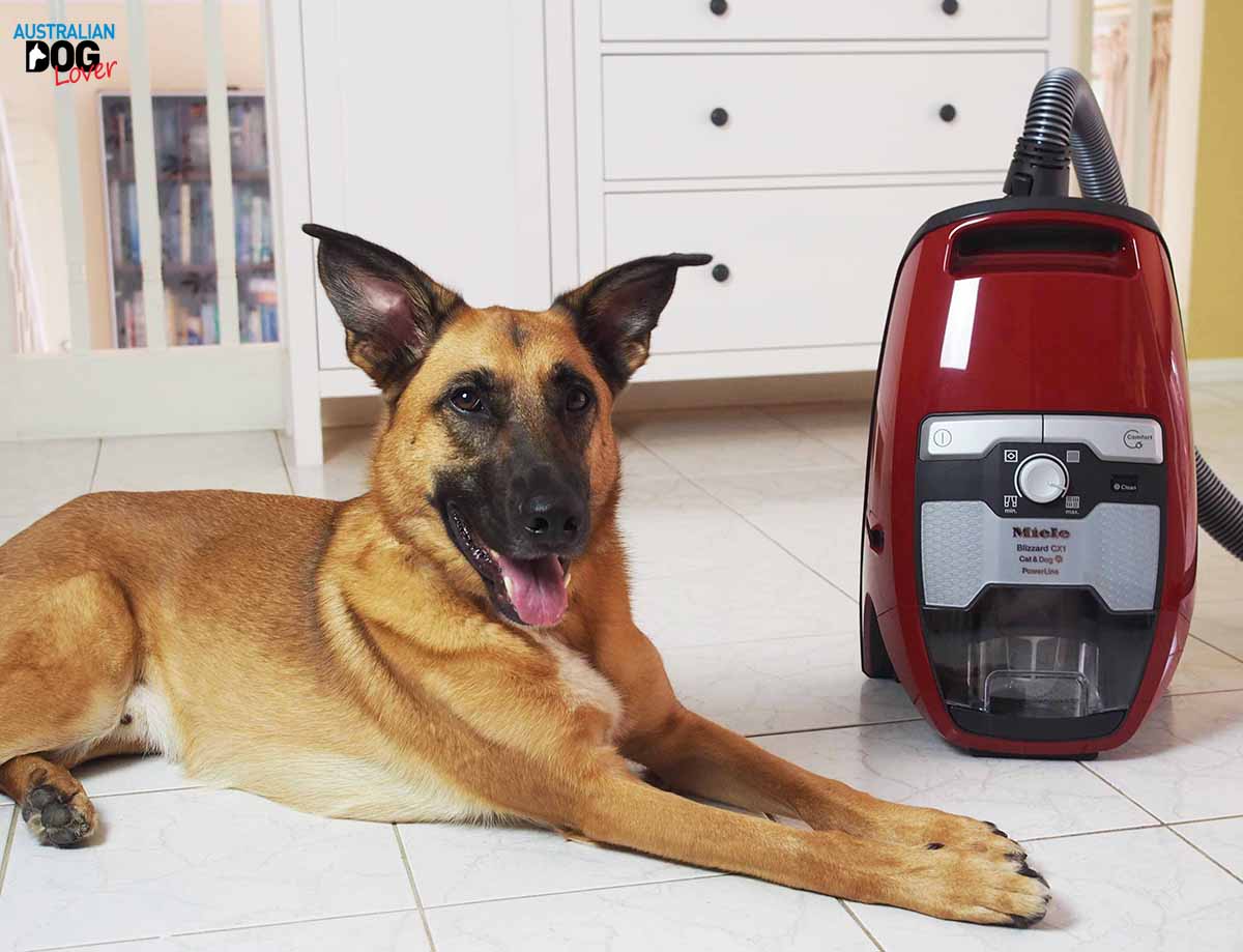 OzDogLover's tweet image. Losing the battle against #pethair in your house?
Our verdict on the #Miele #BlizzardCX1 #catanddog #baglessvacuum designed specifically for homes with #pets.  #TechTuesday 
.
👉goo.gl/nPMXKF