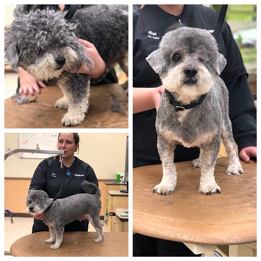 Rio Petsmart Salon tweet media