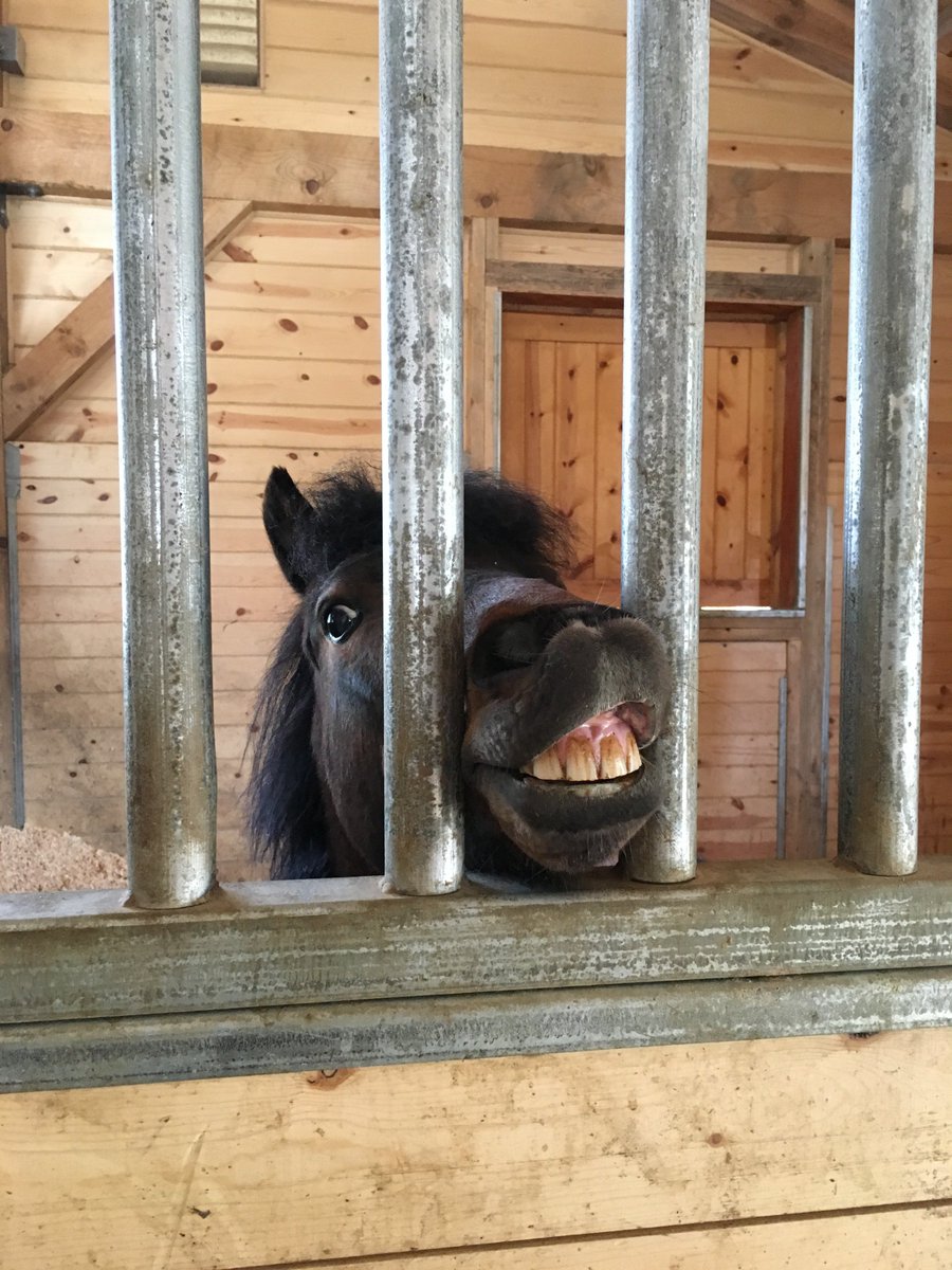 ⭐️⭐️⭐️Fun buy! Comes in multiple colors &amp; sizes. Strong affinity with pre-teens &amp; middle-aged women. Not designed for heavy use due to fragile legs and digestive system. Dangerous at both ends. Minus two stars for high cost of upkeep &amp; need for custom shoes. #rateaspecies