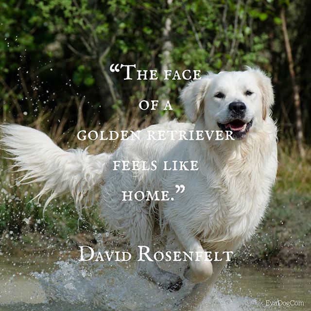 EvaDogcom's tweet photo. ❤️🐶🏠 #goldenretriever #doglover #evadogcom #dogquotes #dog #quote https://t.co/qY71tlwqgi