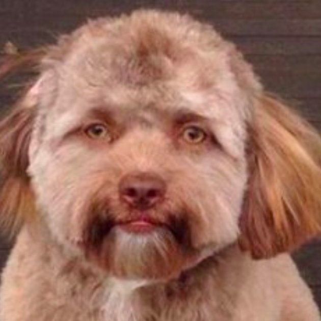 This Puppy With A Strangely Human Face Is Freaking Out The Internet – Arm  The Animals Clothing Llc