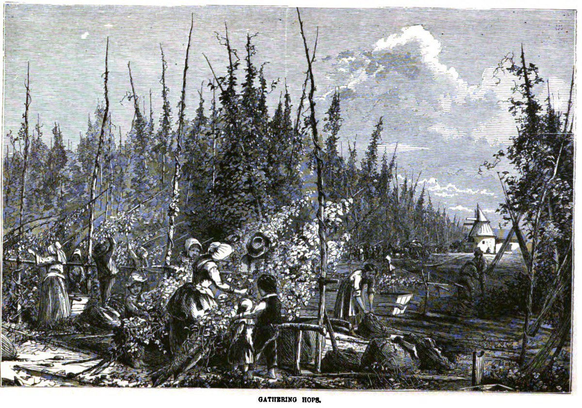 MHOPGA's tweet photo. just posted a link ( and a witchy hopyard pic ) from an interesting 1871 piece : 

" The hops were picked in clusters, with the stems and leaves often thrown in ... when taken from the kiln they were ' brown as a leg of bacon and about as much smoked.' " 

https://t.co/6RX580P2Xb https://t.co/ycyGywMjeh