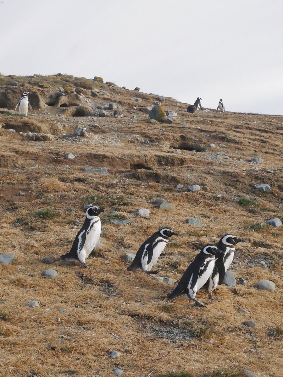thetraveltwo's tweet photo. Isla Magdalena, a small rocky island off the coast of the Southern most tip of Chile known as Patagonia, and home to 100,000’s of adorable penguins 🐧 https://t.co/y0CVcNB5Or