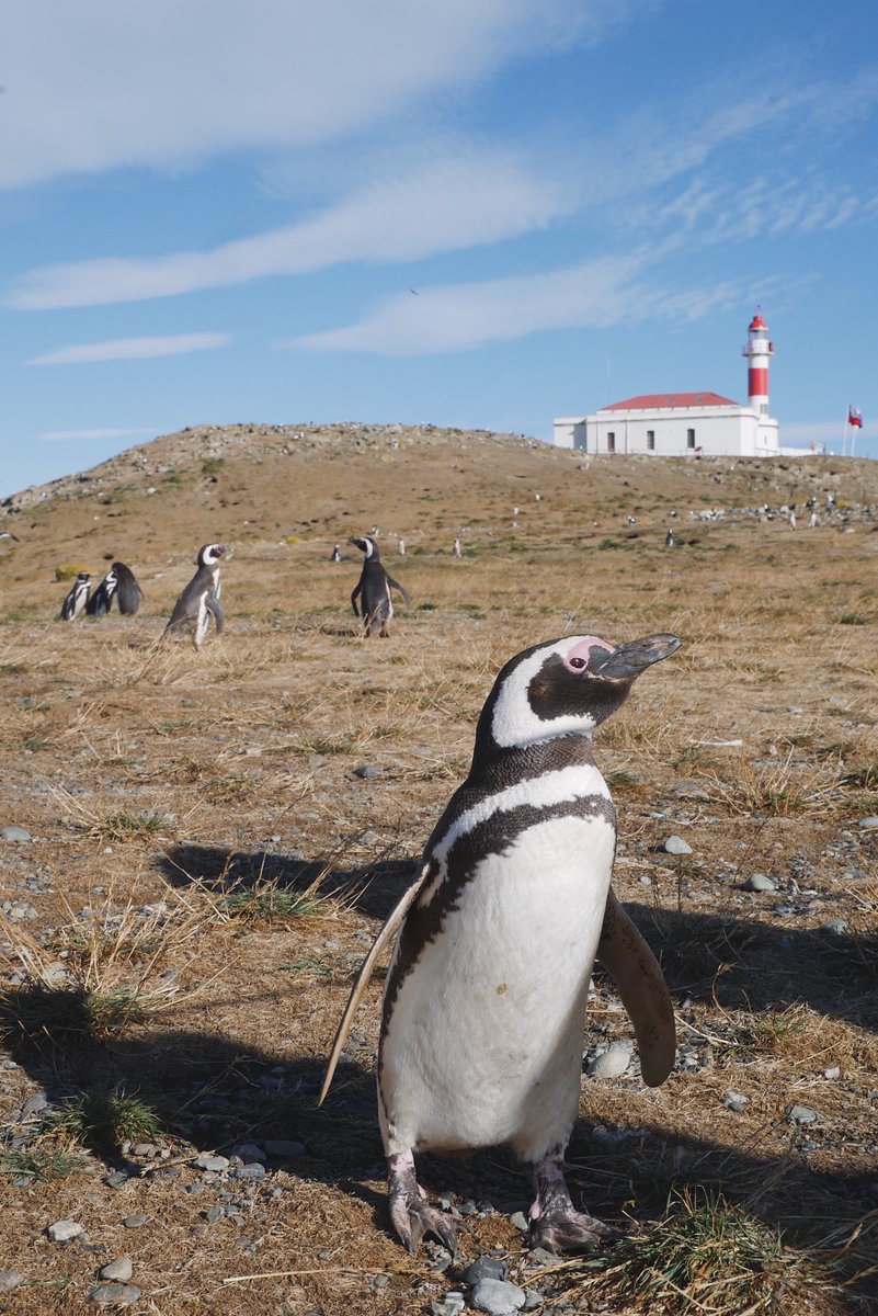 thetraveltwo's tweet photo. Isla Magdalena, a small rocky island off the coast of the Southern most tip of Chile known as Patagonia, and home to 100,000’s of adorable penguins 🐧 https://t.co/y0CVcNB5Or