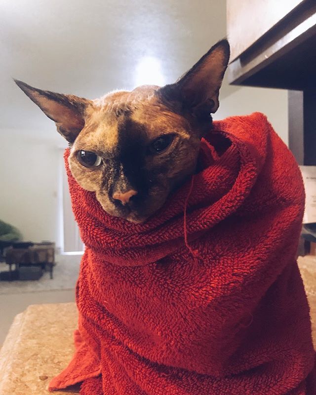 kevindeskins's tweet photo. The look of defeat after a bath.
.
.
.
.
#cricketdeskins #catsofinstagram #sphynxofinstagram #sphynxofig #sphynxcat #sphynxlair #hairlesscat #rexcat #sphynxlove #catlove #instagramcats #catstagram #vscocam https://t.co/rAzfYyQdMH