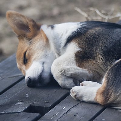 Just five more minutes then I promise I'll get up!  Does your pup enjoy a long nap?