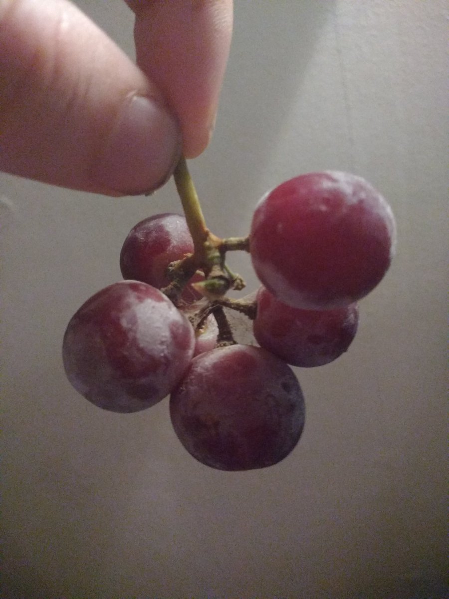 SnapshotFlo's tweet image. Look at those cobwebs ffs gross af @LidlUK #insectsinfood #contaminated #didntpayforthesespiders