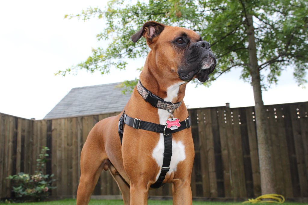 jlhewitt's tweet photo. @ChadDMBVOLS Charlie just did the same thing on the weekend! The best time was when he did it to the pizza delivery guy.. he was all waggle bum and sweet while he handed over the pizza and then he completely wigged on him before I could give him the money! 😉 #sillyboxer #guarddog https://t.co/zpJMa9jiye
