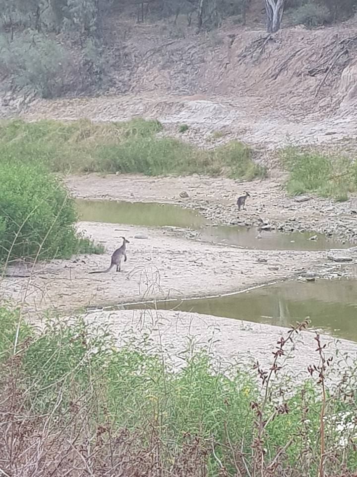 #ausmedia #nswpol buff.ly/2FOqQYO HAPPENING NOW (9/3/18) in heart of Australia's #outback, #DarlingRiver at #WilcanniaWeir (needs upgrade). Need more than temp. #embargo upstream w. no trickledown guarantee: buff.ly/2FOqQYO . #SaveOurDarling / #Baaka #waterislife