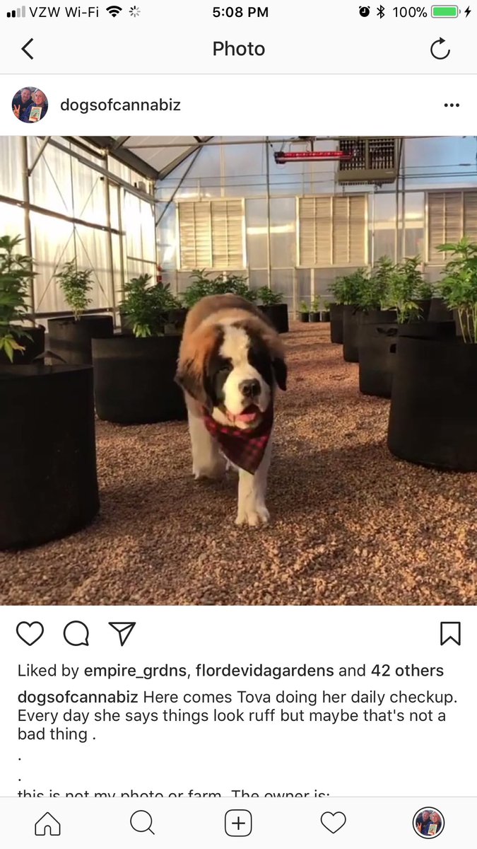 ruffteam's tweet photo. credit on: @dogsofcannabiz on IG https://t.co/BudnZarIfC