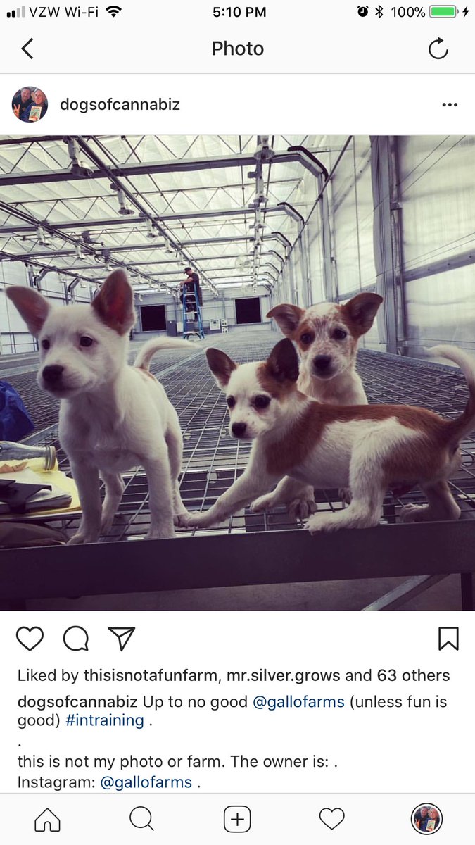 ruffteam's tweet photo. credit on: @dogsofcannabiz on IG https://t.co/W7M218dg9i