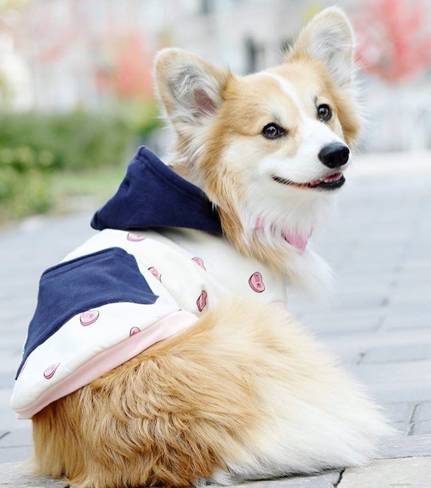 kimchithecorgi's tweet photo. Me when I was thawed. #SpringForwardMyAss https://t.co/jgFOXbgkGf