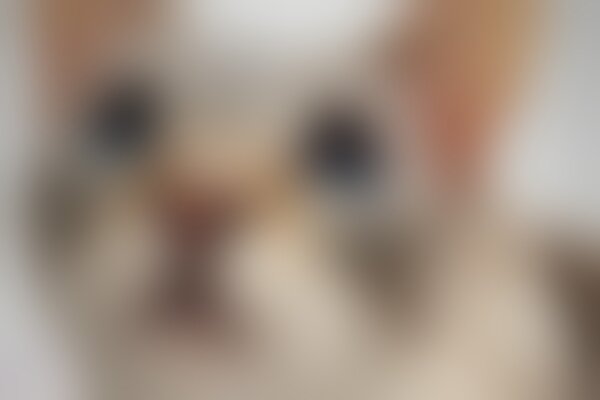 kittywhimsy21's tweet photo. Please support my GoFundMe campaign: https://t.co/mwboKRk7yw @gofundme https://t.co/EKbl08Zf92