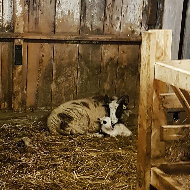 NesFarm's tweet photo. Snuggles
#JacobSheep #lamb18 https://t.co/uyjOosMBlt https://t.co/ipCYf1ze4v