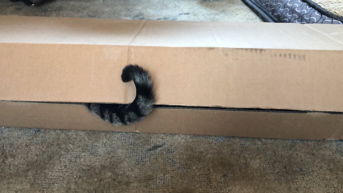 ShakespearCat's tweet photo. *Where is the cat?*. “Silly hooman’s will never find me.” Meowew😈 #ShakespearCat #CatsofTwitter #meow #catplay https://t.co/IZzE2IdKtV