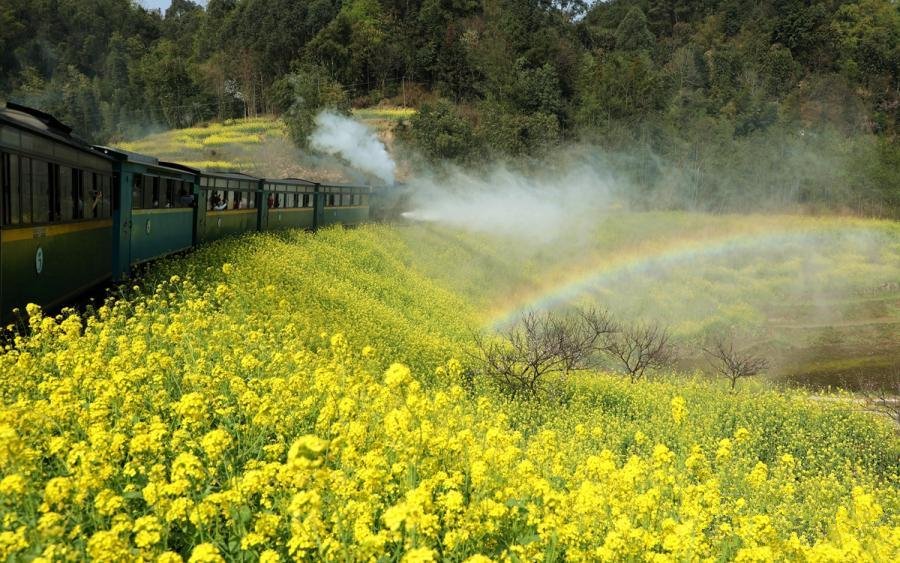 CCTV's tweet image. A Jiayang steam train runs along fields with blooming rapeseed and peach flowers in Qianwei County, southwest China's Sichuan Province.