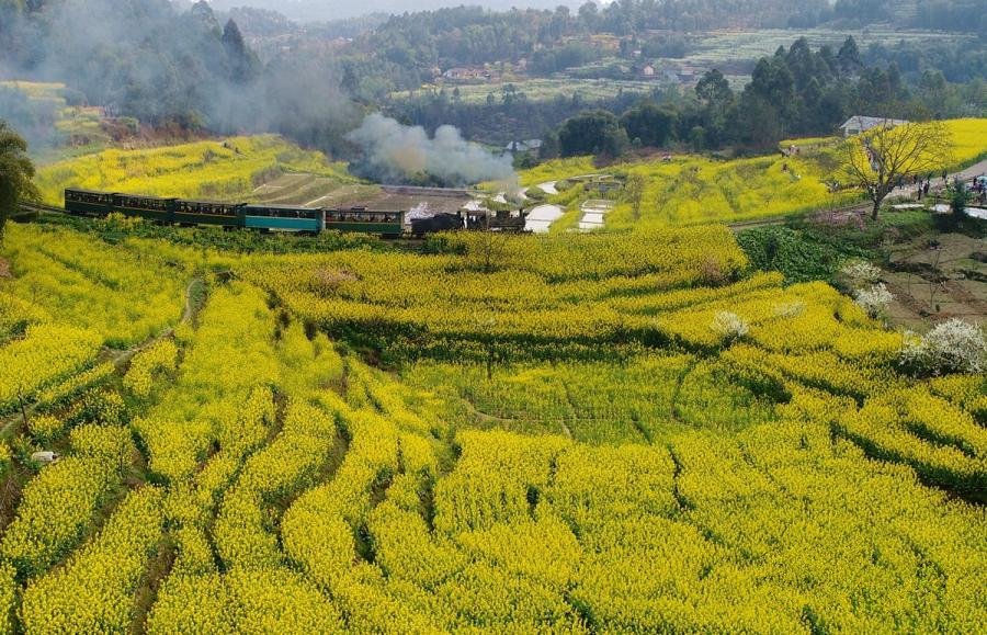 CCTV's tweet image. A Jiayang steam train runs along fields with blooming rapeseed and peach flowers in Qianwei County, southwest China's Sichuan Province.