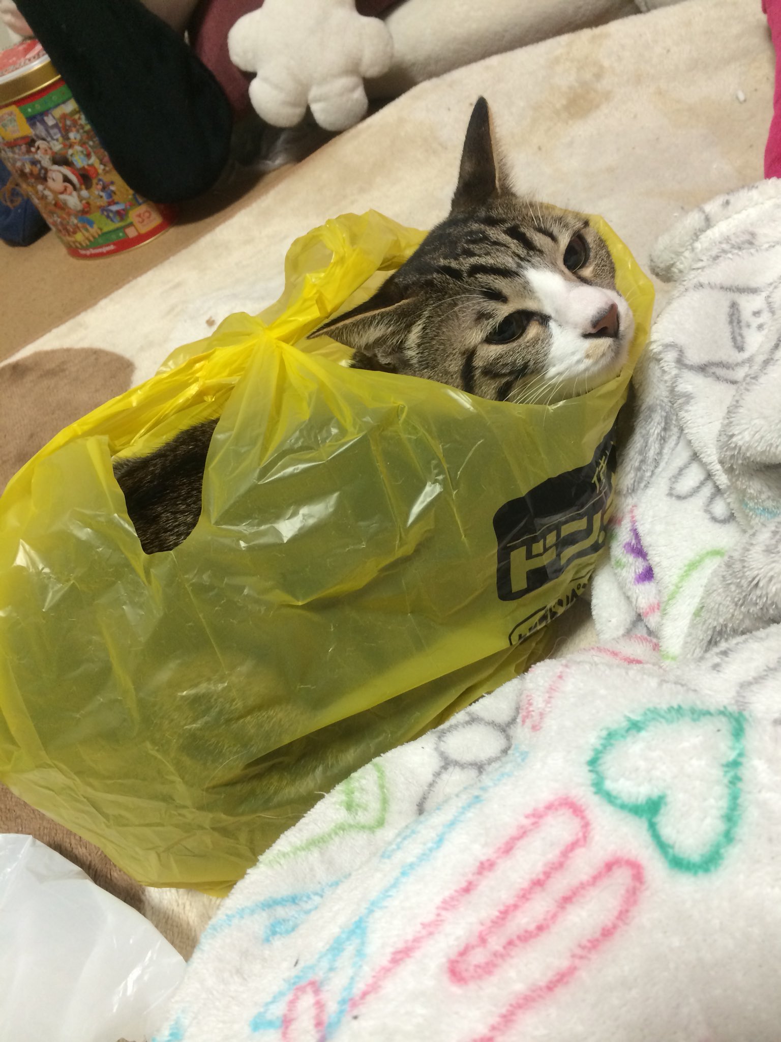 ねこバタ会議 Rogueblood制作中 V Twitter 500rt越えたので うちの猫の画像をどうぞ Https T Co Ecmt9io2is Twitter
