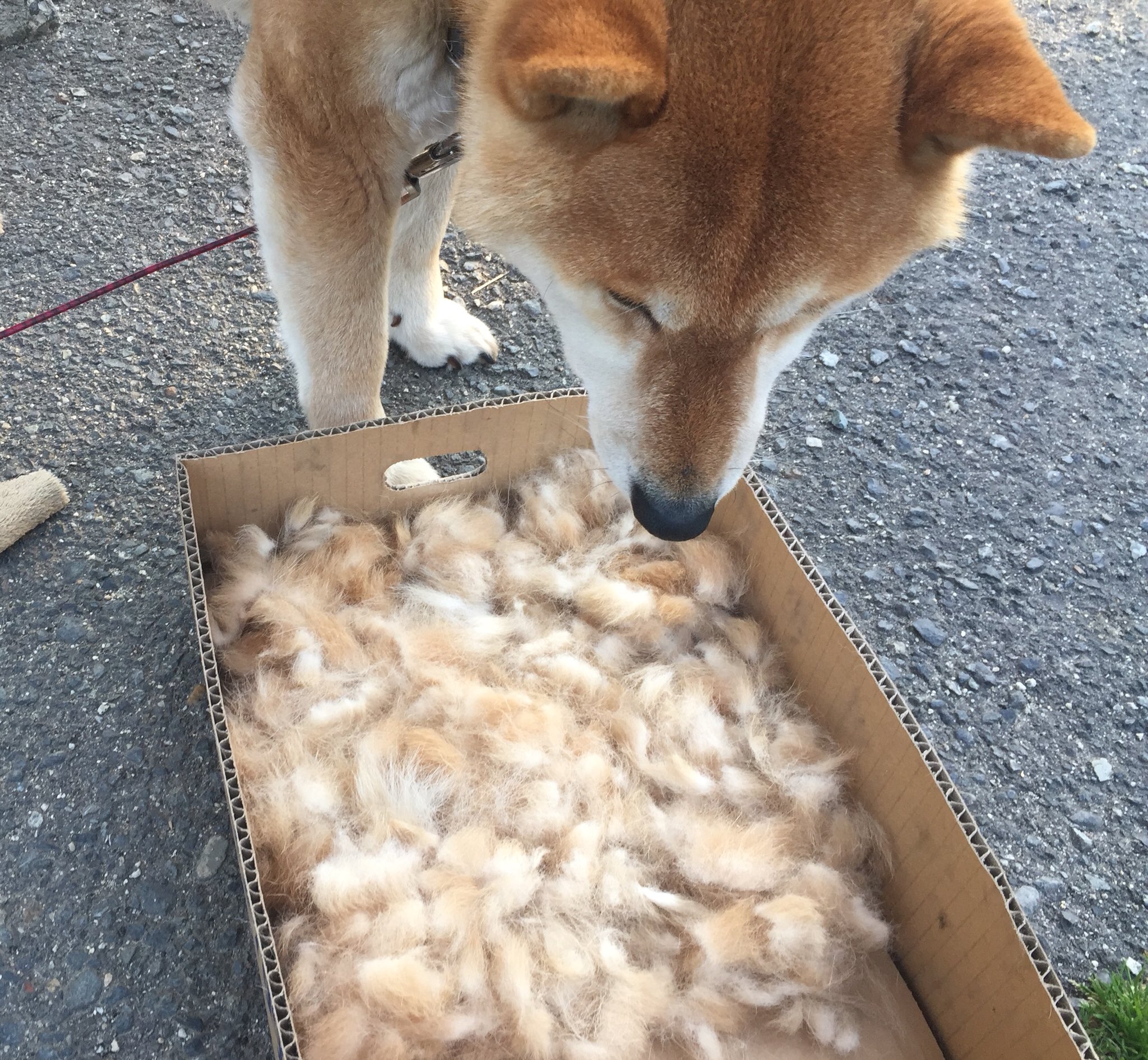 生え変わり Twitter Search Twitter