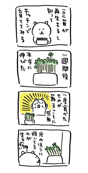 豆苗? 