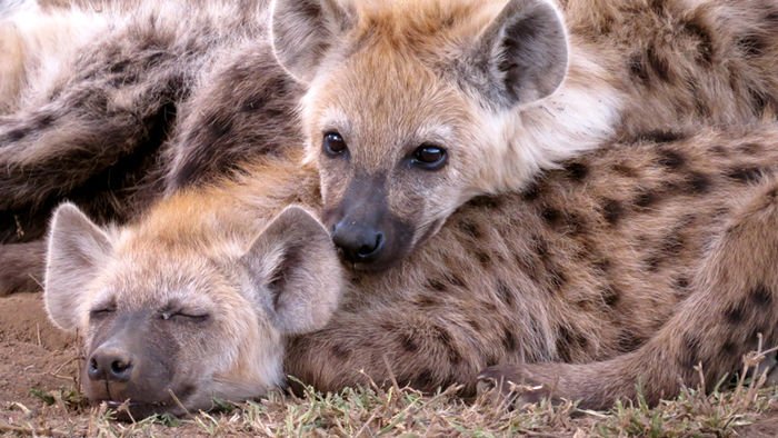IZWberlin's tweet photo. #natue Journal highlight: High social status is a blessing and a curse for #hyenas

  https://t.co/Ok2l2tHSqX https://t.co/Lbivrb3msA
