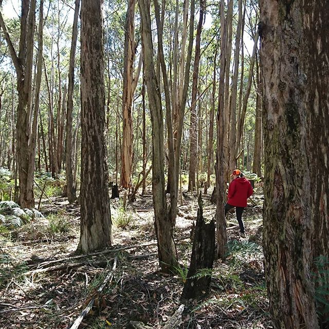 sureformsandbc's tweet image. Spent some of yesterday in Wombat State Forest with @denise_isaac #victoria #australia #wombatstateforest #gooutside #bushcraft