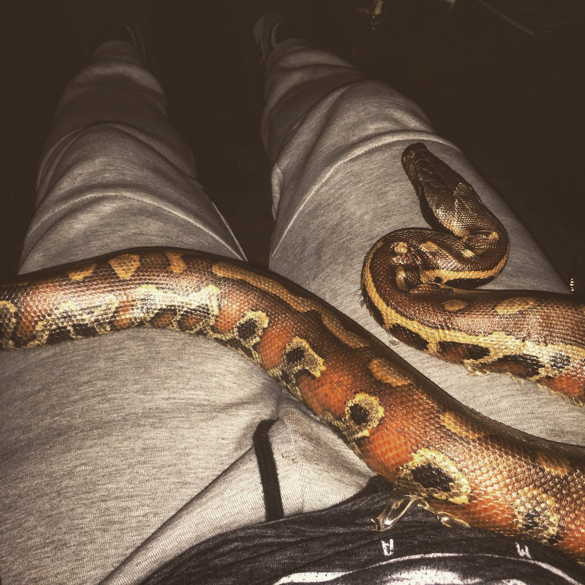 HarlnWorld's tweet image. One of my #exoticpets. #bloodpython