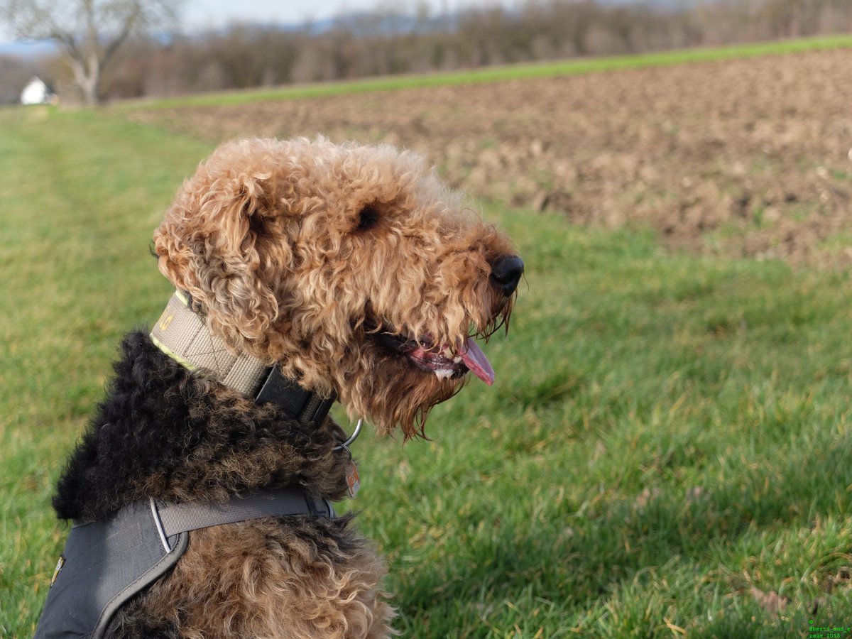 To share a #smile is to gift some #happiness. #dogsarejoy